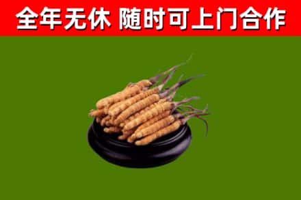 马龙烟酒回收冬虫夏草.jpg