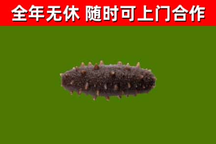 马龙烟酒回收干海参.jpg